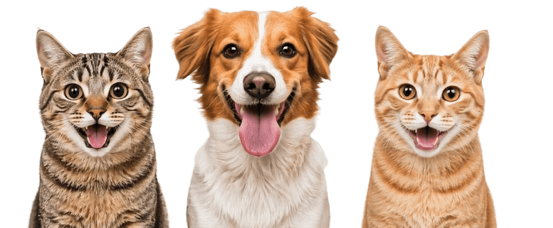 Pets