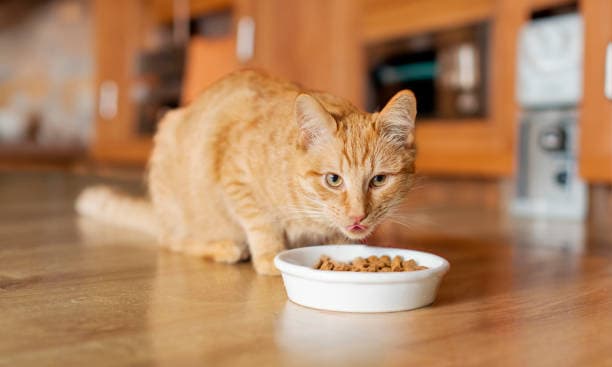 Cat eating from a bowl at home