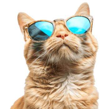 Cat wearing sunglasses