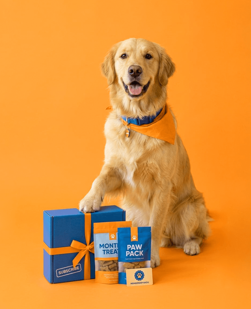 Golden dog with Hutpass products